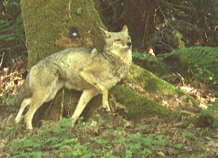 A coyote rubs up against a tree that has a scent disc.