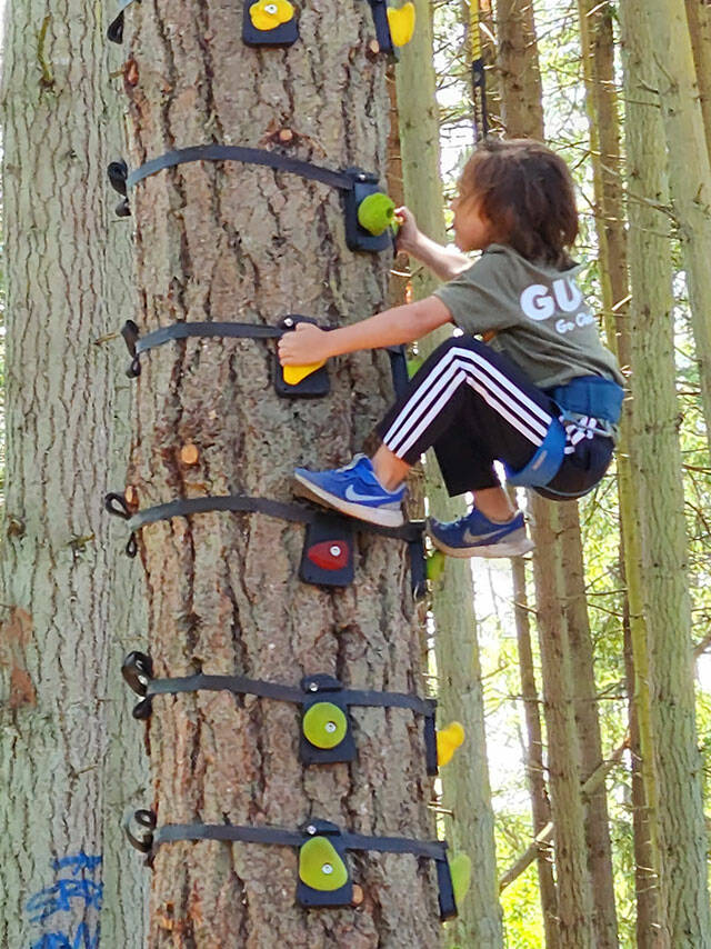 A youngster makes his way up the tree.