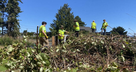 Bainbridge Island Metro Parks & Recreation District courtesy photos
Teens in the Student Conservation Corps cleared 175 yards of invasive species from nine island parks.