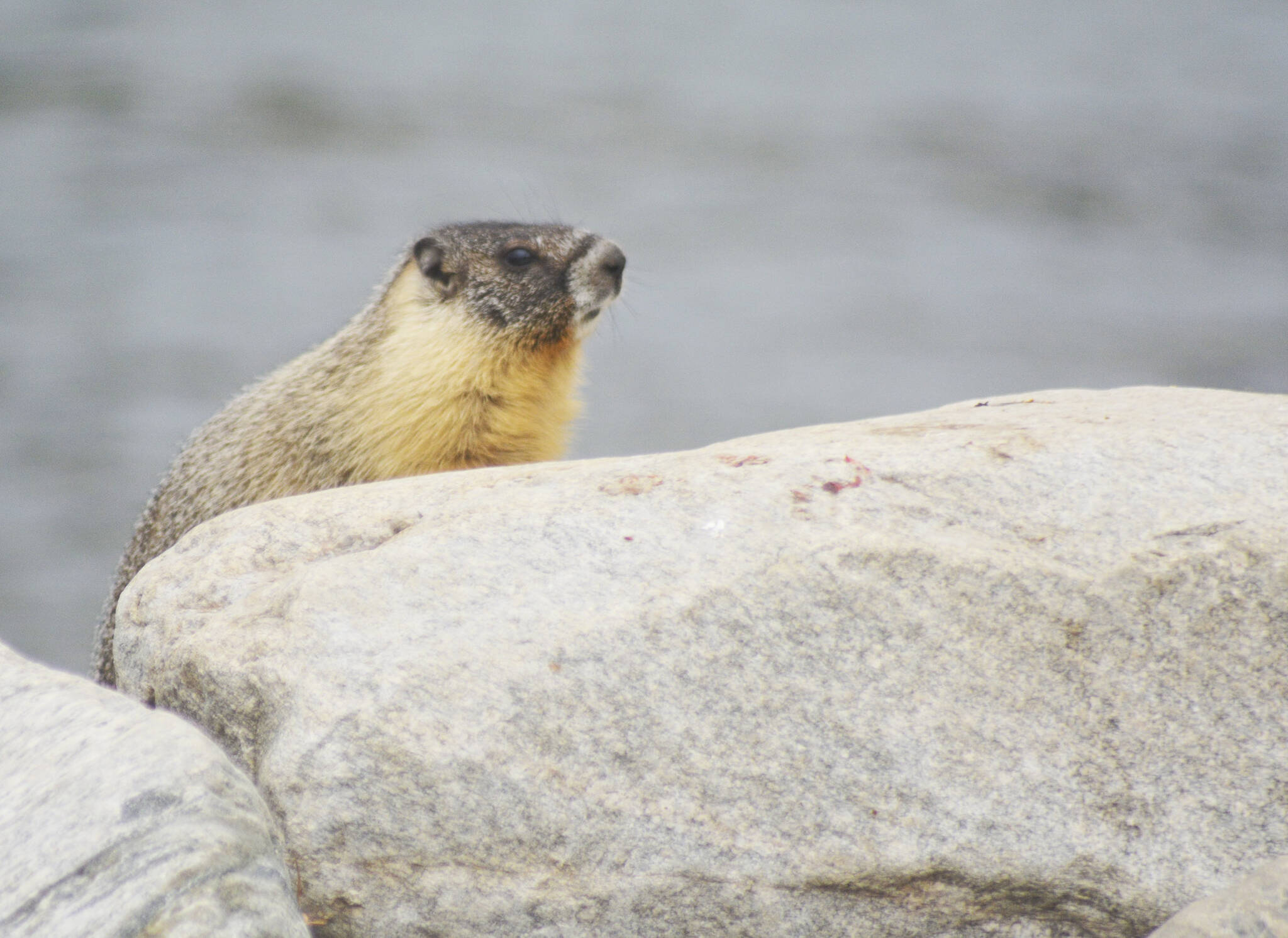 All kinds of critters could be seen near Lake Okanagan.