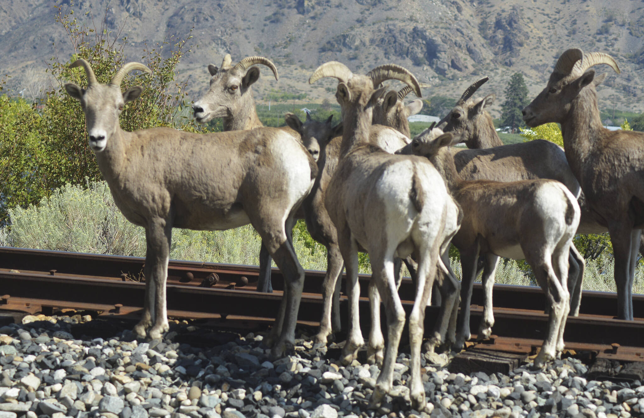 Majestic bullhorn sheep can be seen in Penticton and the drive there from Washington.
