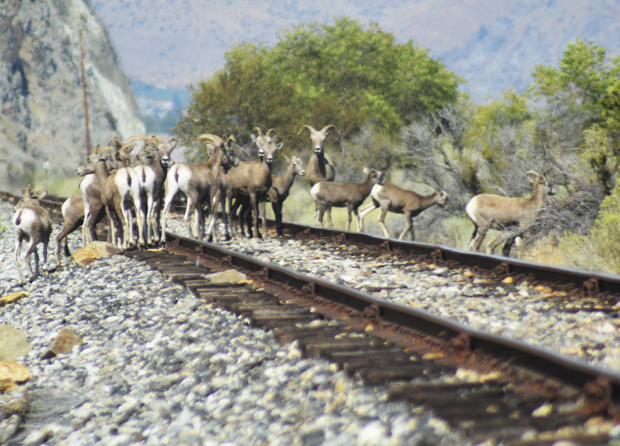 Bullhorn sheep hang out on railroad tracks after drinking water from the lake.