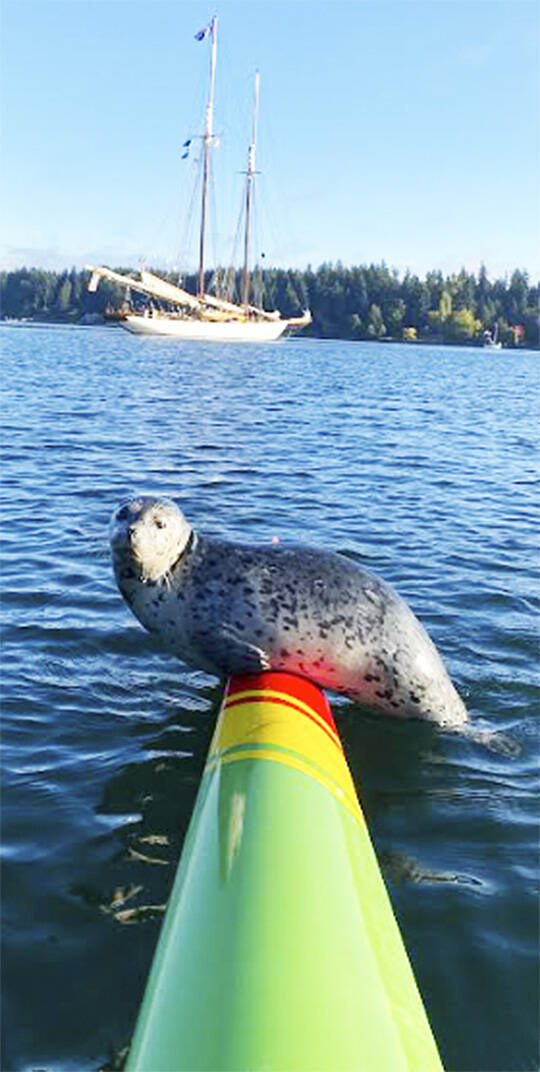Josh Thompson courtesy photo
As Josh Thompson of Bainbridge Island stopped to take a photograph of the schooner Adventuress that was taking students from Bainbridge schools out on Manzanita Bay, this seal jumped on the back of his canoe.