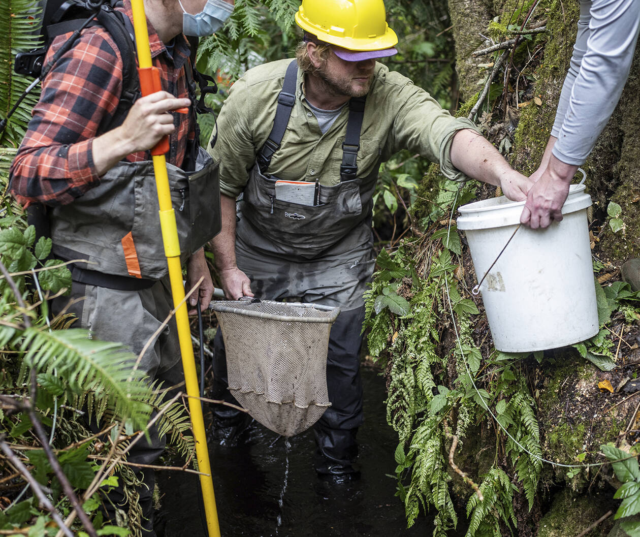 Scientists from Wild Fish Conservancy safely reroute native fish upstream before removal of the culvert barrier.