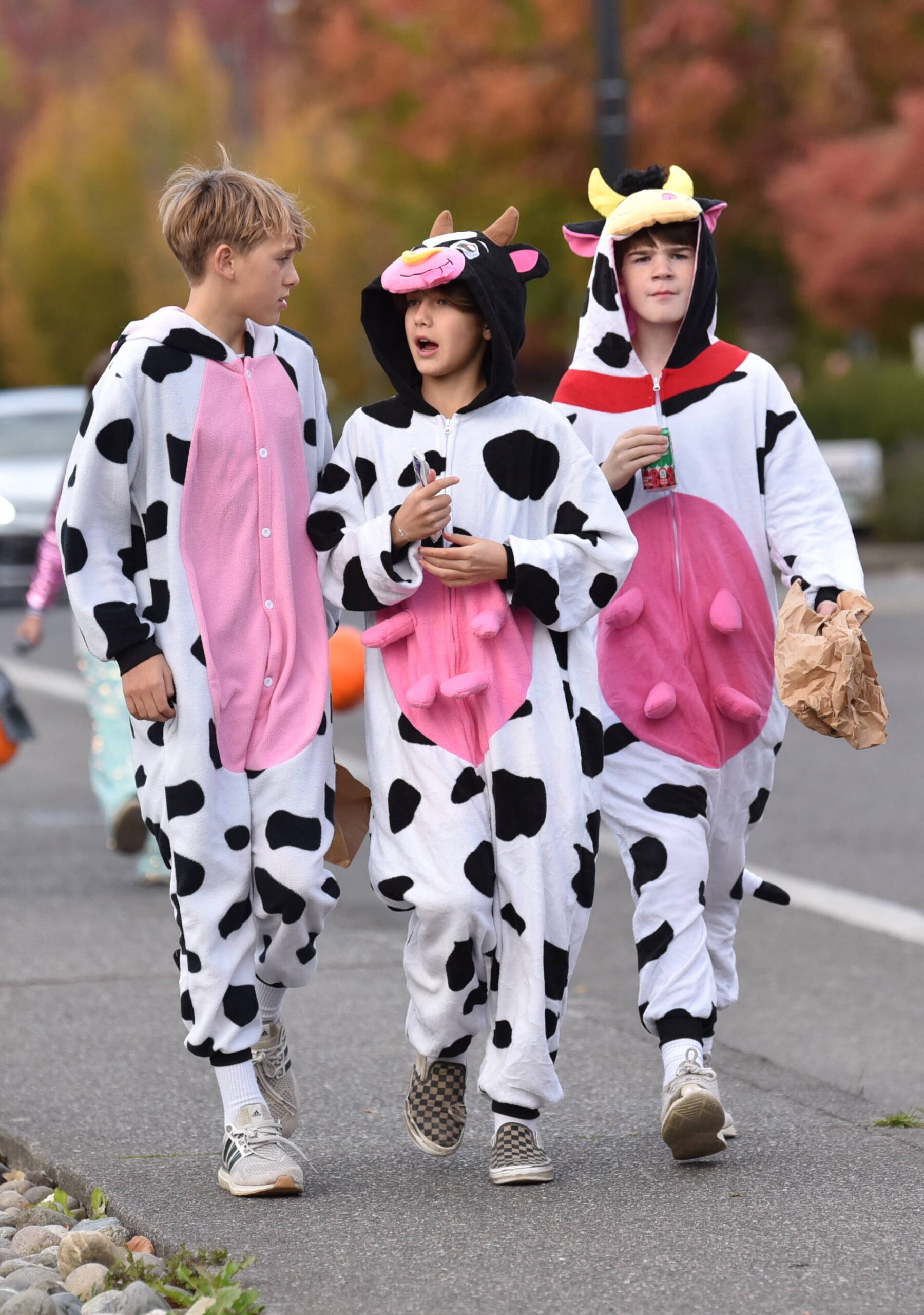 Three cows spotted on Madison Avenue are utterly frightening as they make their way to Winslow Way for trick or treating.