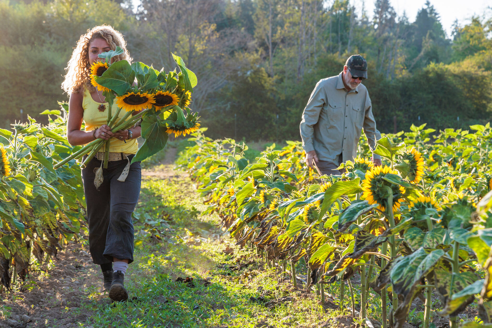 MiddleField Farm manager Brian MacWhorter walks through a field of sunflowers while an intern takes cut flowers from the field.