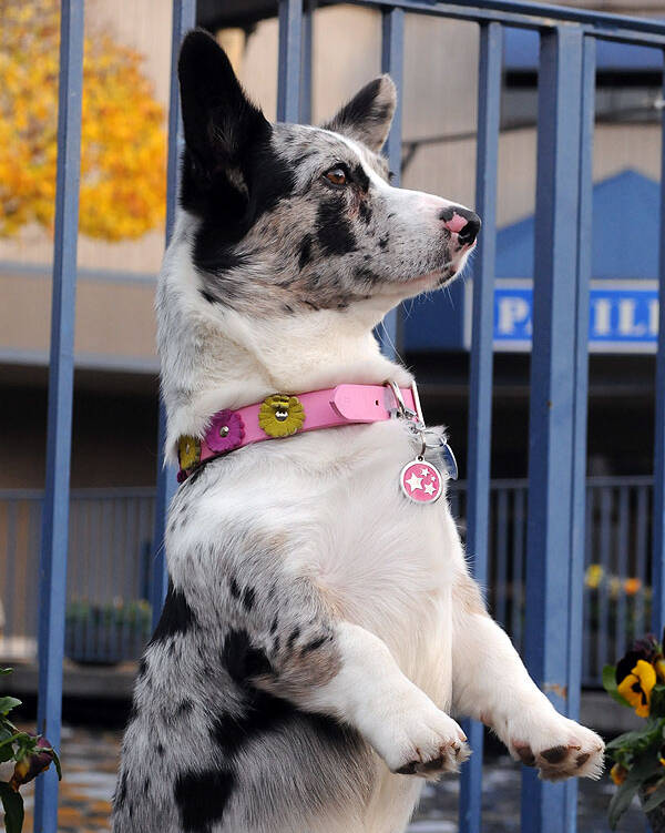 Collars and ID tags can wear out over time but are essential if you become separated from your four-legged friend. Photo courtesy Paws and Fins Pet Shop