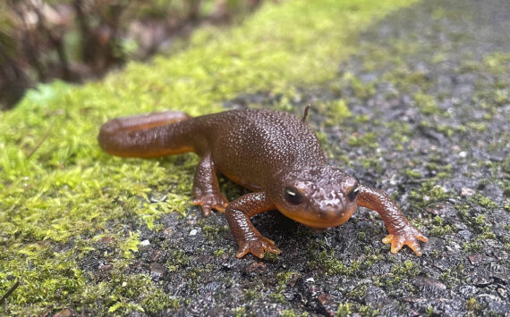 Molly Hetherwick/Kitsap News Group
A rough-skinned newt crossing a bike path Feb. 8.