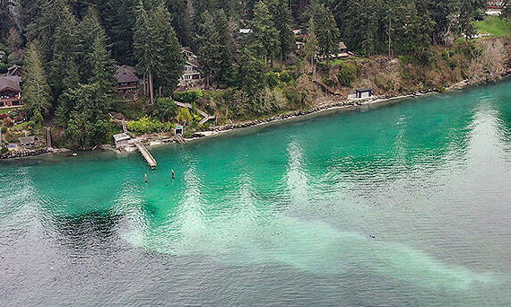 <p>Dave Parks, Coastal Watershed Institute courtesy photo</p>
                                <p>Herring spawn event seen from above along Agate Pass in March of 2023.</p>