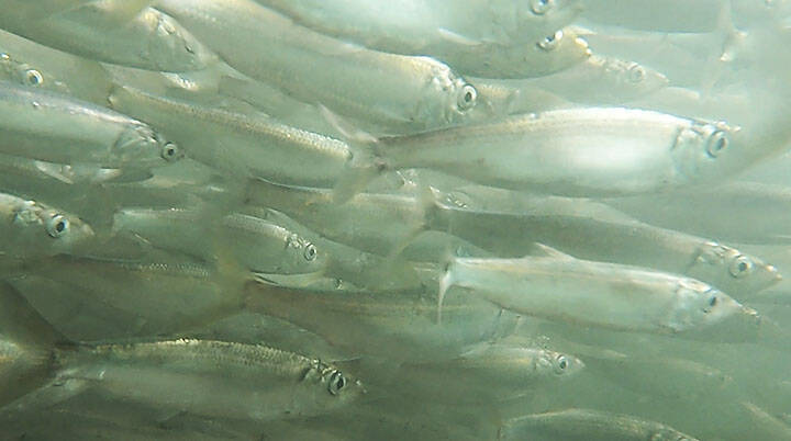 Brian Whitlock courtesy photos
A school of herring shoaling in Madison Bay, March 2024.