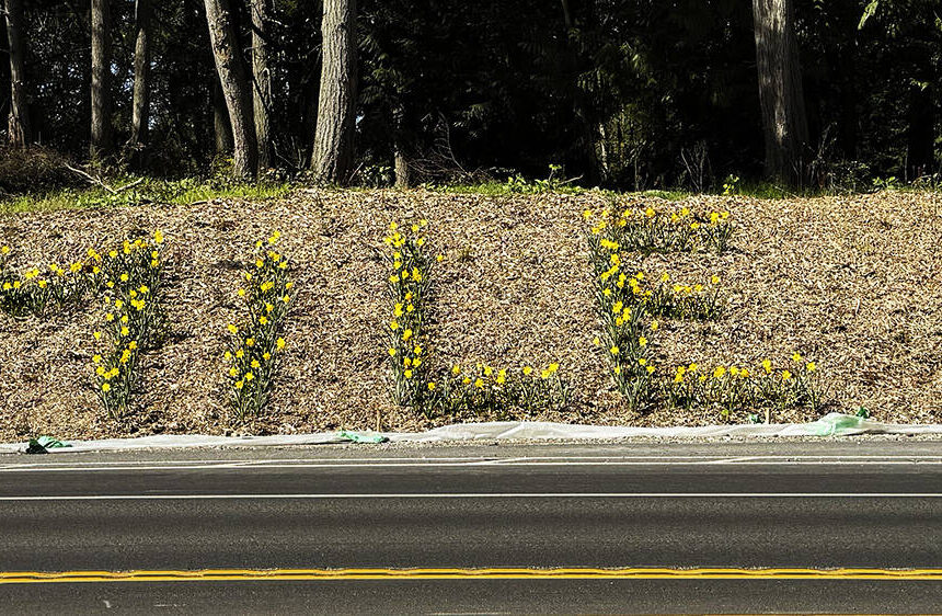 <p>Nancy Treder courtesy photo</p>
                                <p>Spring daffodils spell out ‘smile’ near the intersection of Highway 305 and Sportsman Club Road. Planting the flowers by roads is a Bainbridge Island tradition started by Mary Sam, a healer and granddaughter of Suquamish’s Chief Sealth, for whom Seattle was named.</p>