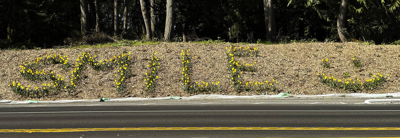Nancy Treder courtesy photo
Spring daffodils spell out ‘smile’ near the intersection of Highway 305 and Sportsman Club Road. Planting the flowers by roads is a Bainbridge Island tradition started by Mary Sam, a healer and granddaughter of Suquamish’s Chief Sealth, for whom Seattle was named.