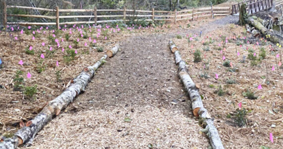 BI Land Trust courtesy photos
Flags mark the spots for some of the over 2,000 native plants recently placed at the Springbrook Creek Preserve.