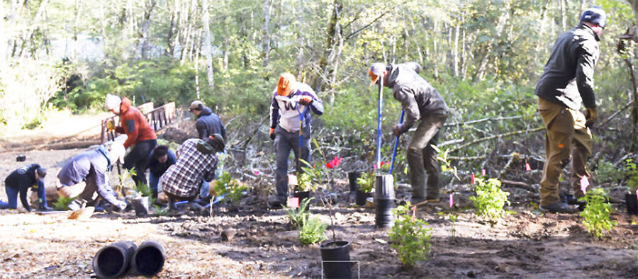BI Land Trust volunteers remove invasive species and plant native species near the footbridge at the Springbrook Creek Preserve.