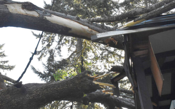 Nicholas Zeller-Singh/Kitsap News Group
An 8-foot-wide tree fell on Kim McLaughlin’s home April 20.