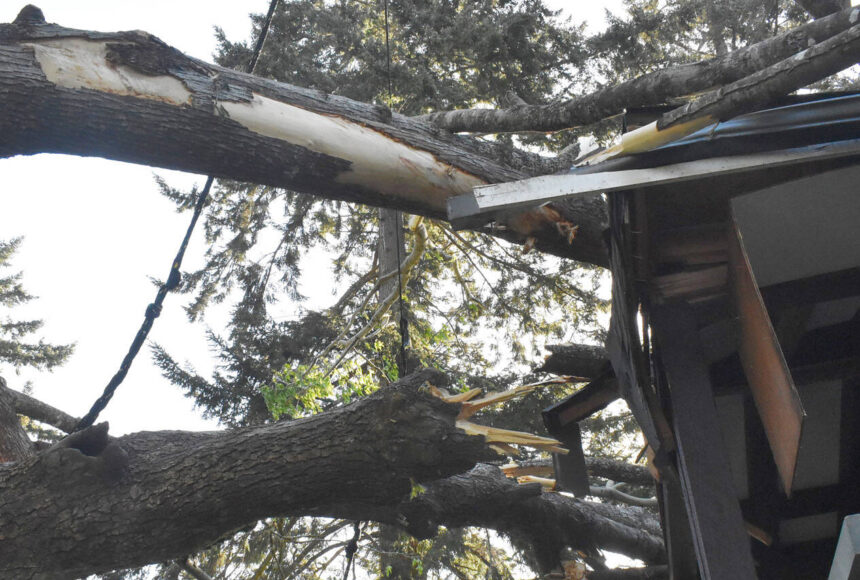 <p>Nicholas Zeller-Singh/Kitsap News Group</p>
                                <p>An 8-foot-wide tree fell on Kim McLaughlin’s home April 20.</p>