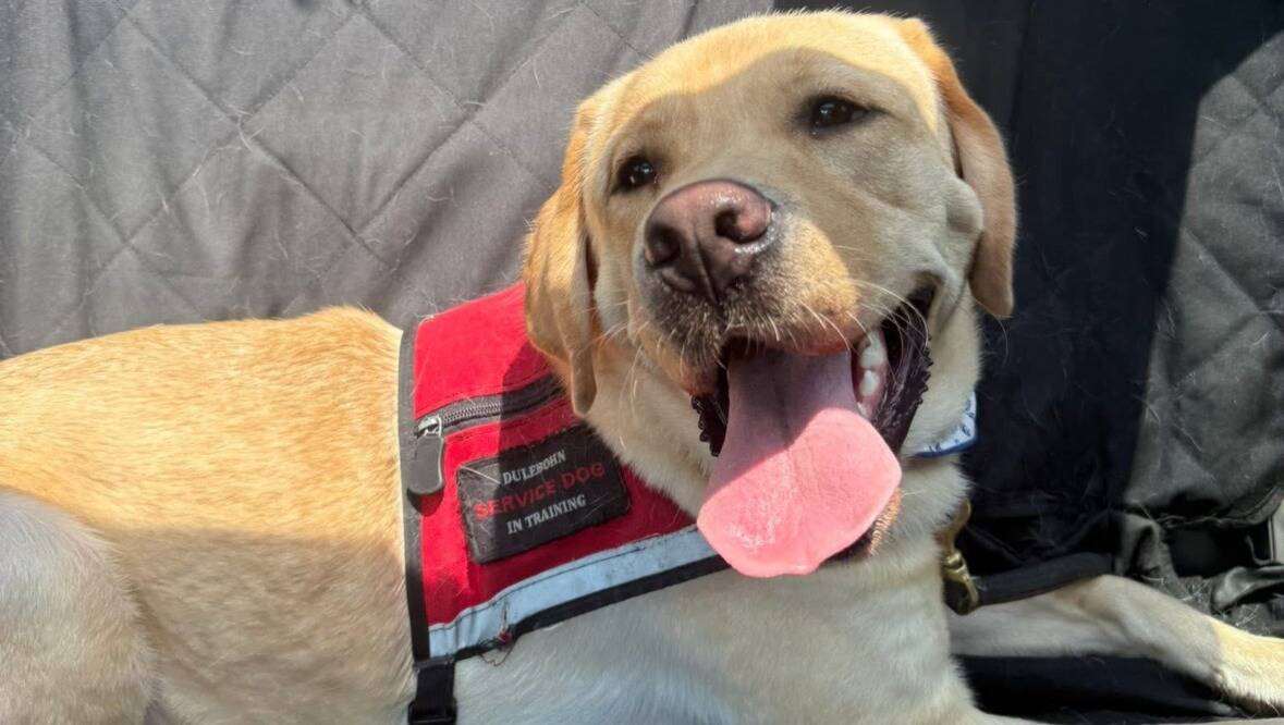 Calvin’s future seizure alert dog.