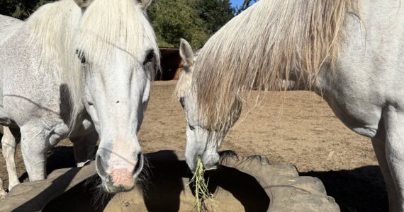 Molly Hetherwick/Kitsap News Group photos
Two horses enjoy some hay at Lazy K Stables in Burley.