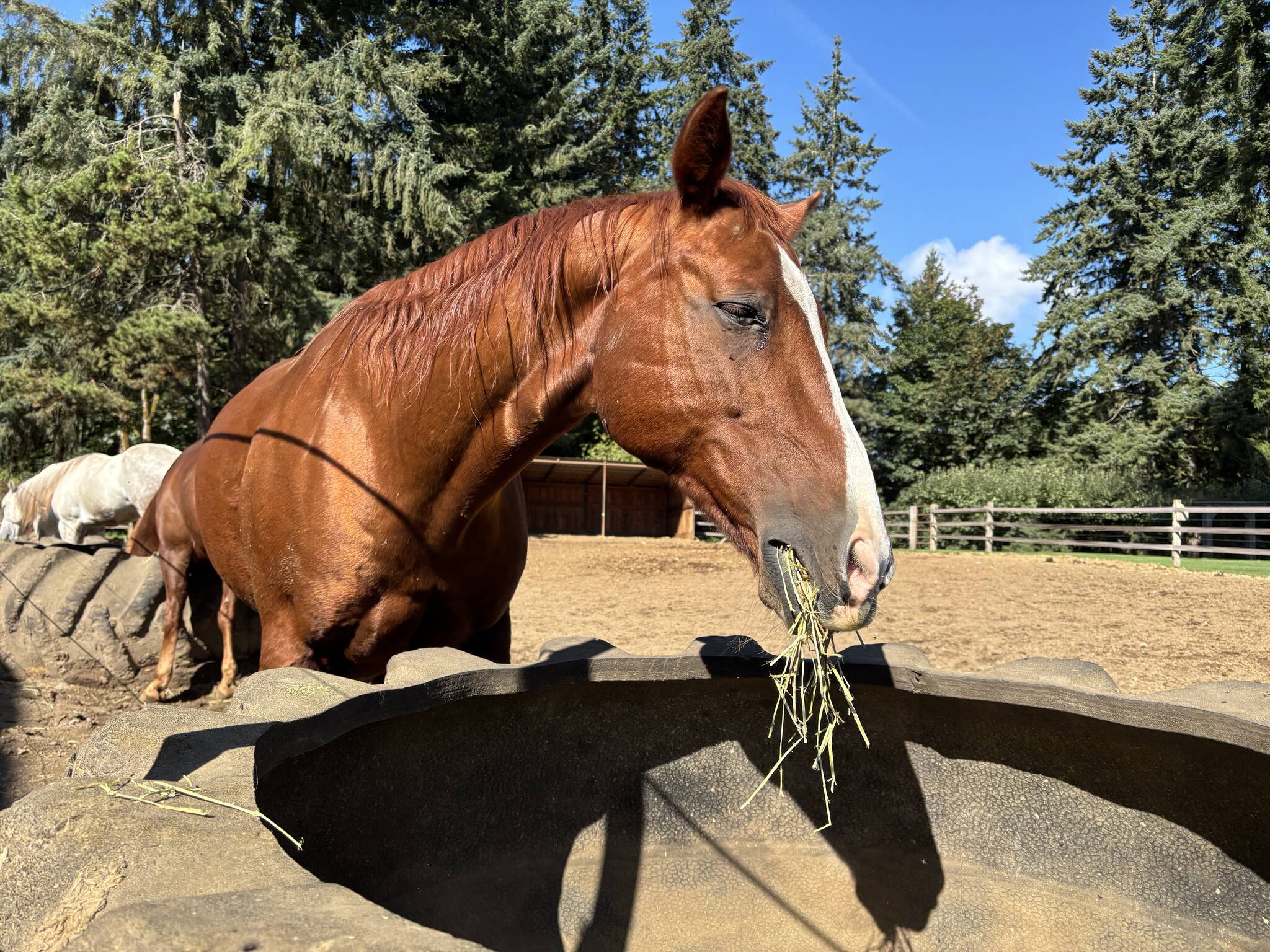 A chestnut horse grazes on hay at Lazy K Stables.