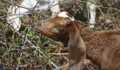 This adorable kid munches on vegetation in Blakely Harbor Park as part of an effort to reduce overgrown vegetation.