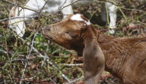 This adorable kid munches on vegetation in Blakely Harbor Park as part of an effort to reduce overgrown vegetation.