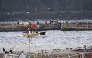A fire that destroyed an air compressor and a shed late Wednesday led to a busy day at the fish-rearing pens off Beans Point in Rich Passage as officials from the U.S. Coast Guard