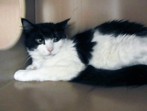 Petunia