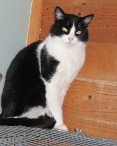 Jeffrey
