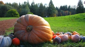 Bloedel Reserve presents its annual Super Squash Scavenger Hunt through Nov. 1.