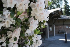 The Bainbridge Public Library.