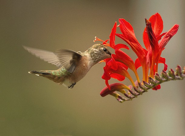 Dawn Bockus’ “Anna’s Hummingbird” was voted the most popular image in the 13th annual Fourth of July Photo Club exhibition.