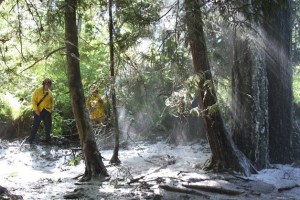 Firefighters examine the scene of a brush fire that scorched a wooded area near Madison Avenue and Monsaas Lane.