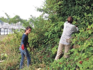 Maia McNett and Barbara Trafton attack a thick growth of holly hiding amid blackberry vines.