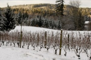 Snow blankets Bainbridge Island overnight.