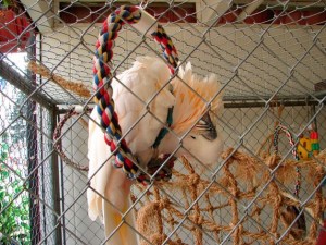 Milo was among the birds shown by the Olympic Bird Fanciers at last years fair. The exotic birds will return again this year.