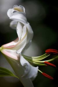 'In the morning light' by Cheryl Feeney.
