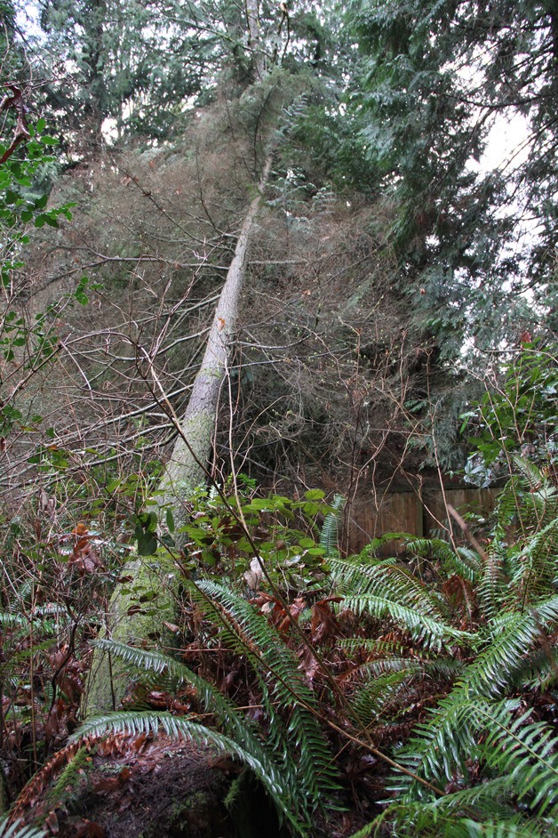 Strong winds toppled this 100-foot-tall Douglas fir south of Seabold Church.