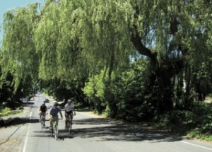 A willow tree on Wyatt Way is one of several slated for removal.