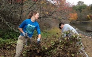 Weed Warriors remove invasive weeds during a recent work party.