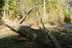 A tree took out a power line and the through route on the south-end's Oddfellows Road on Sunday.