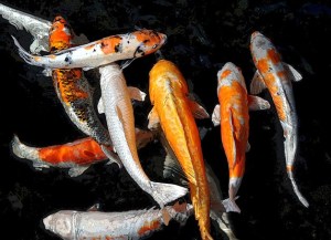 “Koi Klass” by Bainbridge Island photographer Dinah Satterwhite.