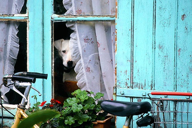 'Chien à la Fenetre' by Cameron Bahnson.