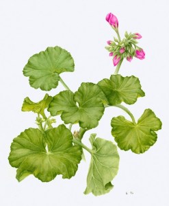 The art of Kathleen McKeehan will on featured in the show at the Bloedel Reserve