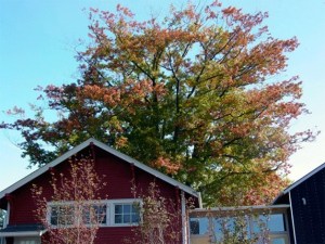 The 110-year-old-plus Red Oak on the grounds of the  Bainbridge Island Historical Museum.