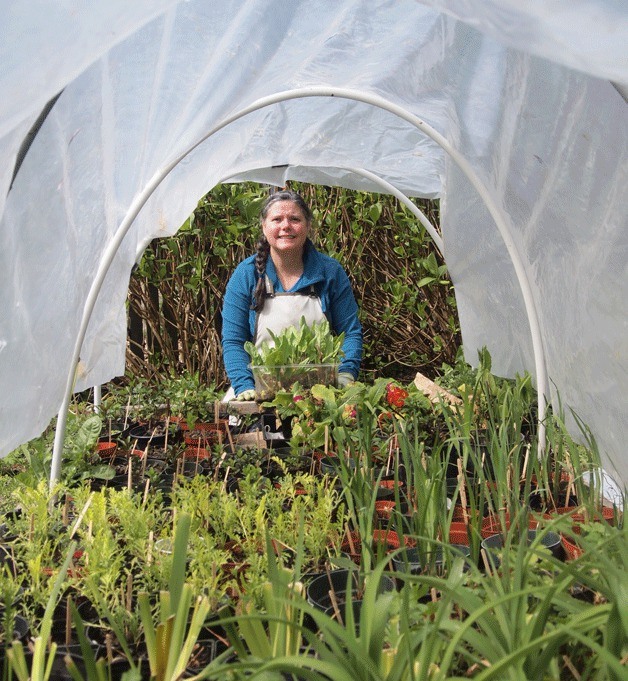 Lauri Herman looks over a plot of plants grown by the club. The plants will get cozy in their new pots while waiting to be sold at the club’s annual plant sale on May 11.