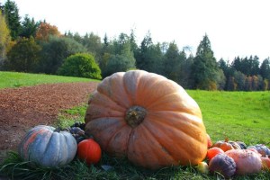 Bloedel Reserve is hosting its Super Squash Scavenger Hunt through Sunday