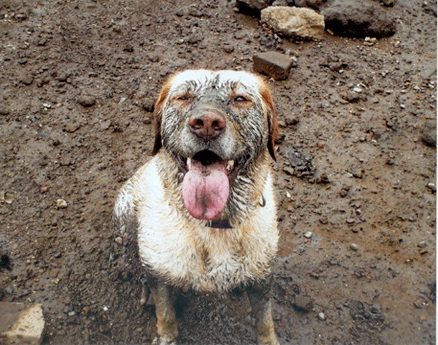 The PAWS Picture Your Pet photo contest is part of the PAWS and Pints Fun Ride fundraising event; here's last year's People's Choice Winner.