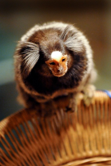 'Rafiki' is part of the Stevenson family household on Bainbridge. The small marmoset monkey weighs in about a pound.  The Bainbridge City Council is weighing in on ordinances Wednesday that may impact exotic pets.