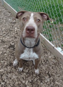 Ace the lab/pit bull mix.