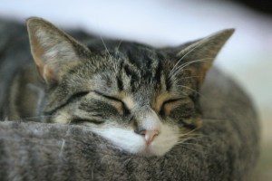 Bainbridge Self Storage holds canned cat food drive